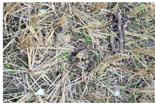 1293075-surajpur-news