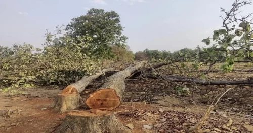 ped katai