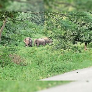 गरियाबंद से पहुंचा गजराज, 10 गांवों में वन विभाग का अलर्ट