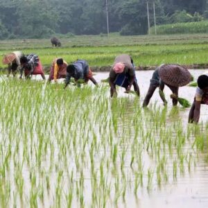 छत्तीसगढ़ में लक्ष्य का 98 प्रतिशत बोनी पूर्ण