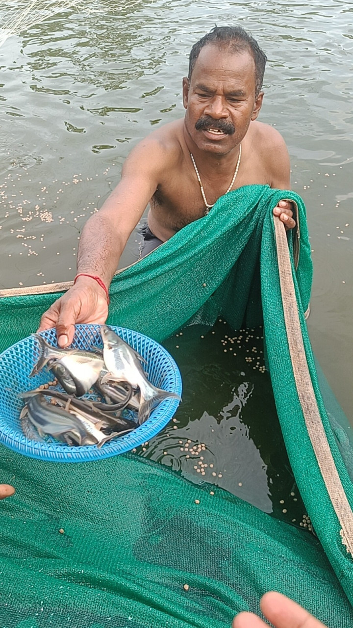 fish