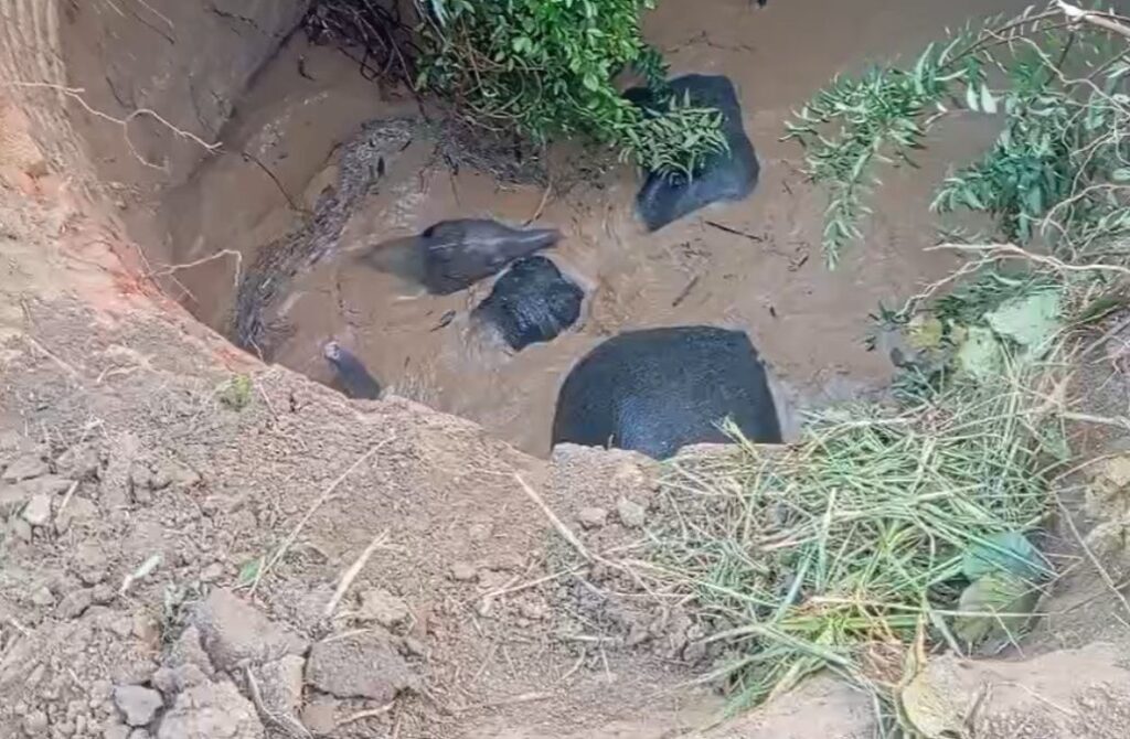 CG-News-2025-11-04T095405.880