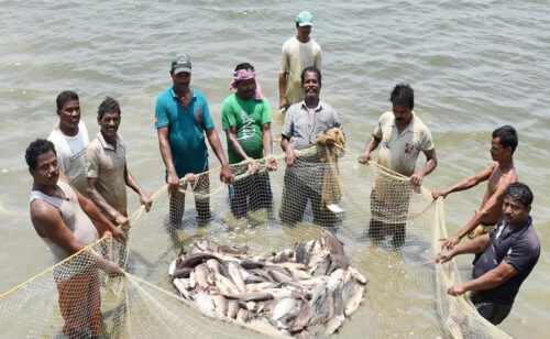 fish